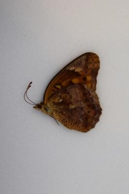 Euptoieta hegesia