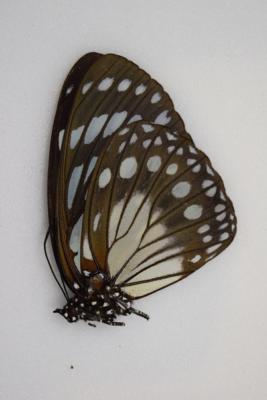 Euxanthe euronime femelle