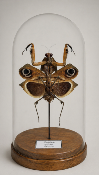 Globe Deroplatys desiccata femelle