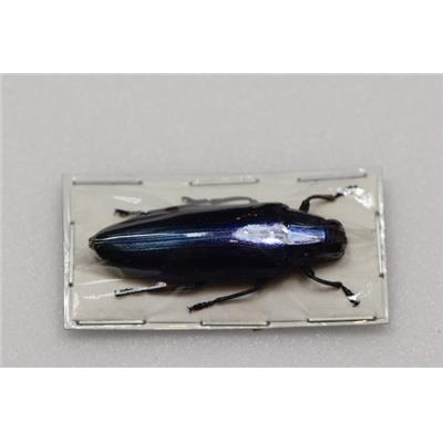 Chrysochroa fulminans bleu femelle