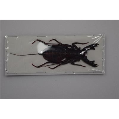 Hypocnoctus rangunensis Large