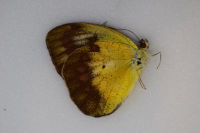 Ixias reinwardti femelle
