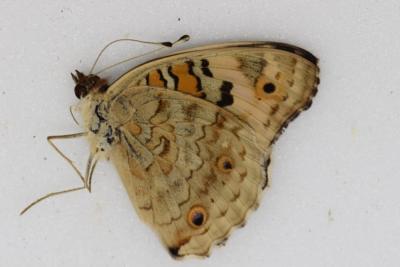junonia orithya male