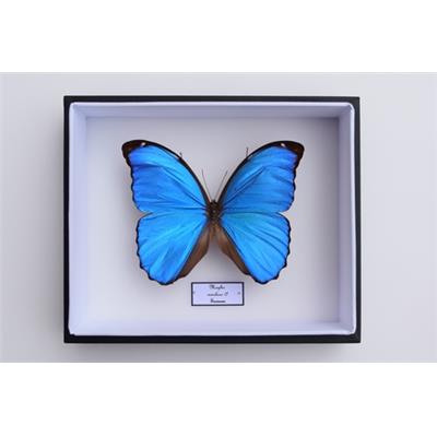 Morpho menelaus male