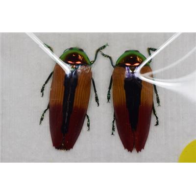 Metaxymorpha nigrosuturalis couple