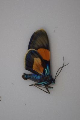 Milionia celebensis