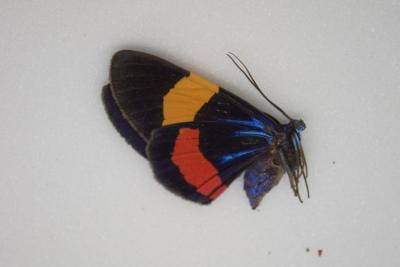 Milionia drucei