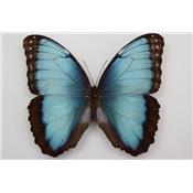 Morpho helenor carillensis mâle