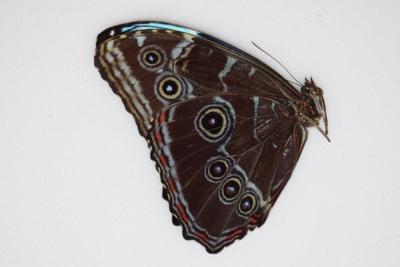 Morpho peleides male A-