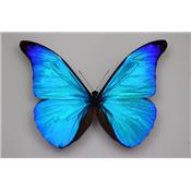 Morpho rhetenor rhetenor mâle