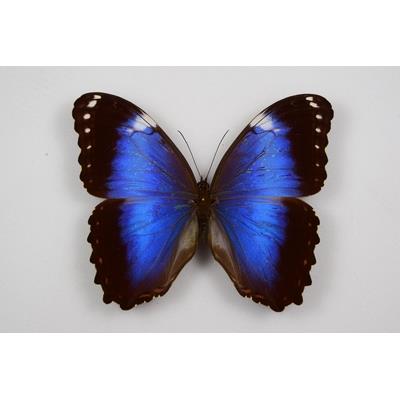 Morpho violaceus male étalé