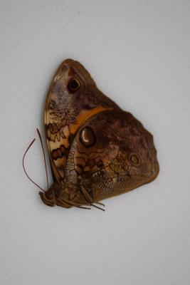 Opsiphanes cassina notandus male