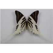 Papilio androcles male étalé