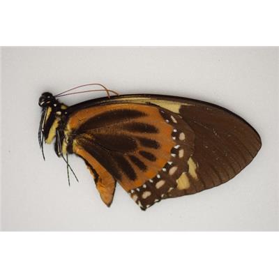 Papilio bachus male