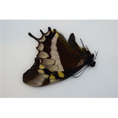 Papilio warscewiczii male