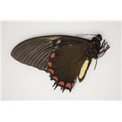 Papilio xanthopleura male