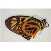 Papilio zagreus male