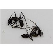 Paraponera sp 1 lot de 2