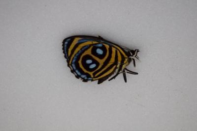 Paulogramma peristera male