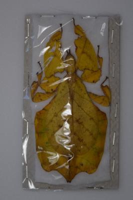 Phyllium pulchrifolium jaune