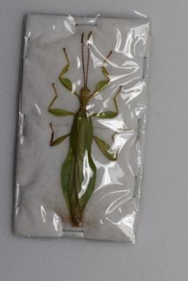 Phyllium tobeloense male