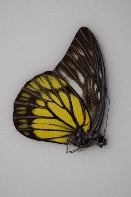 Prioneris cornelia male