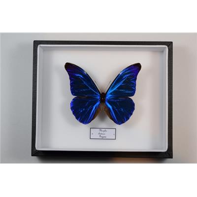 Morpho rhetenor rhetenor mâle