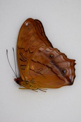 Vindula arsinoe arsinoe male