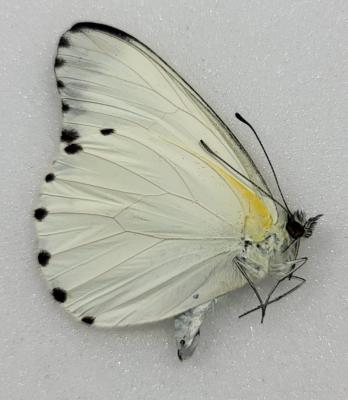 Pieris Sabina