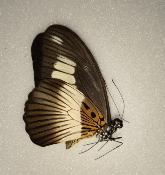 Papilio cynorta male