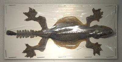 Prychzoon kuhli gecko