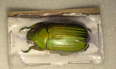 Chrysina paulseni male vert