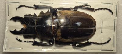 Odontolabis dalmanni male 60/65 mm