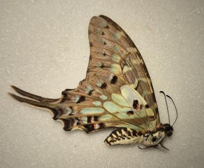 Graphium antheus femelle