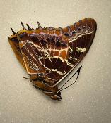 Charaxes richelmani male