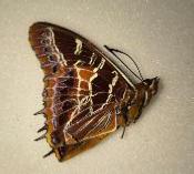 Charaxes richelmani male