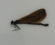 Vestalis melania femelle (demoiselle)