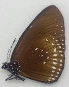 Euploea camaralzeman