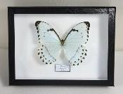 Boîte Cloche Morpho catenaria male