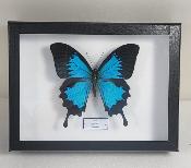 Boîte Cloche Papilio ulysses ulysses male