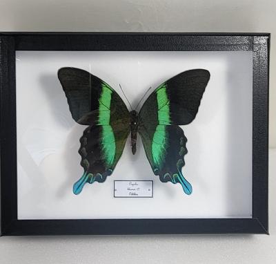 Boîte Cloche Papilio blumei male