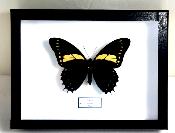 Boîte Cloche Papilio aristeus