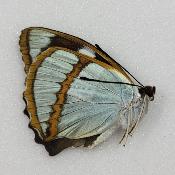mimathyma scherenckii
