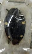 Polybothris quadrispilota