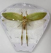 Sauterelle sp5 male