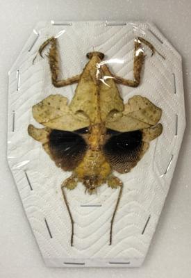Deroplatys trigonodea femelle