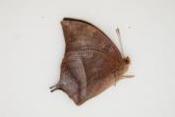 Anaea tehuana male