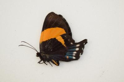 Ancyluris inca femelle