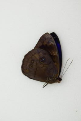 Eunica eurota male