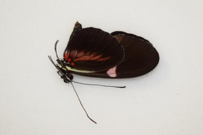 Heliconius erato hybrides equateur